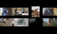 birdsnestinglivestream9