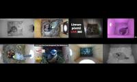 birdsnestinglivestream13