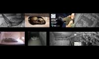 birdsnestinglivestream29