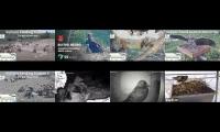 birdsnestinglivestream34