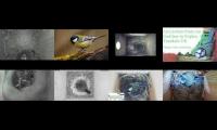 birdsnestinglivestream45