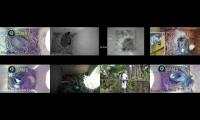 birdsnestinglivestream42