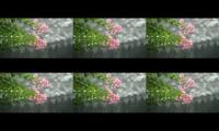 Thunder and Rain closeup | Rain Sounds for Relaxing,focus our sleep