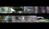 birdsnestinglivestream10