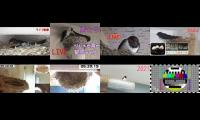 birdsnestinglivestream14