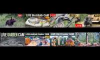 birdsnestinglivestream24