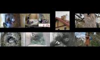 birdsnestinglivestream9