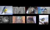birdsnestinglivestream28
