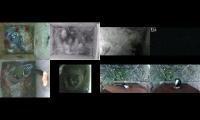 birdsnestinglivestream35