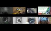 birdsnestinglivestream45