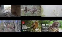 birdsnestinglivestream62