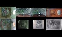 birdsnestinglivestream35
