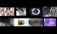 Thumbnail of birdsnestinglivestream40