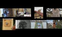 birdsnestinglivestream9