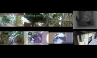 Thumbnail of birdsnestinglivestream10