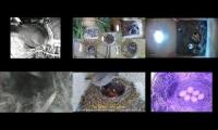 Thumbnail of birdsnestinglivestream61