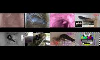 birdsnestinglivestream63