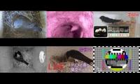 Thumbnail of birdsnestinglivestream63