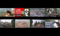 birdsnestinglivestream18