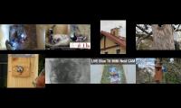 birdsnestinglivestream9