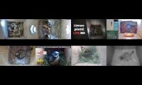 birdsnestinglivestream13