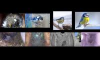 birdsnestinglivestream28
