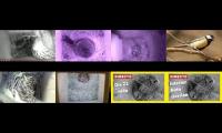 Thumbnail of birdsnestinglivestream30