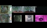 Thumbnail of birdsnestinglivestream35