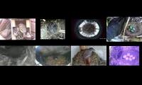birdsnestinglivestream40