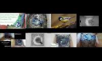 Thumbnail of birdsnestinglivestream45
