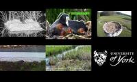 birdsnestinglivestream37