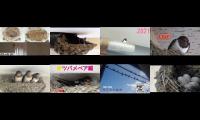 Thumbnail of birdsnestinglivestream14