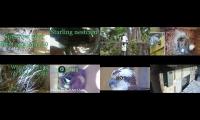 Thumbnail of birdsnestinglivestream10