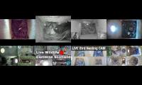 birdsnestinglivestream8