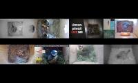 birdsnestinglivestream13