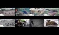 birdsnestinglivestream34