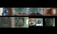 birdsnestinglivestream35