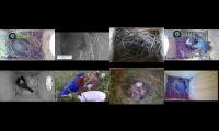 Thumbnail of birdsnestinglivestream42