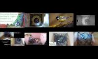birdsnestinglivestream45