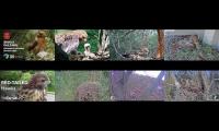 birdsnestinglivestream4