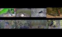 birdsnestinglivestream19