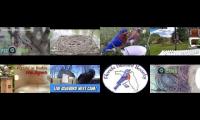 birdsnestinglivestream1