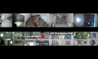 birdsnestinglivestream8