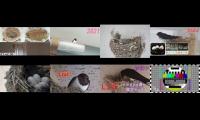 birdsnestinglivestream14