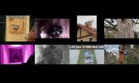 Thumbnail of birdsnestinglivestream9
