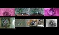 birdsnestinglivestream35