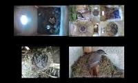 birdsnestinglivestream61
