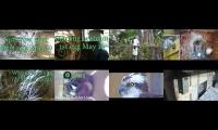 birdsnestinglivestream10