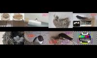 Thumbnail of birdsnestinglivestream14