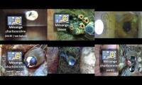 birdsnestinglivestream11